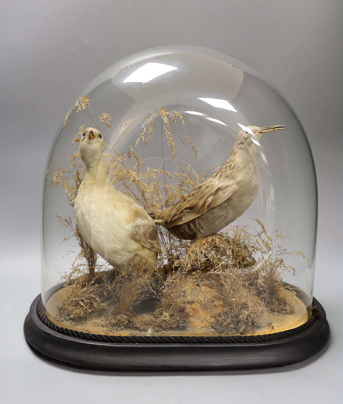 A taxidermic pair of wading birds amongst foliage, under dome case